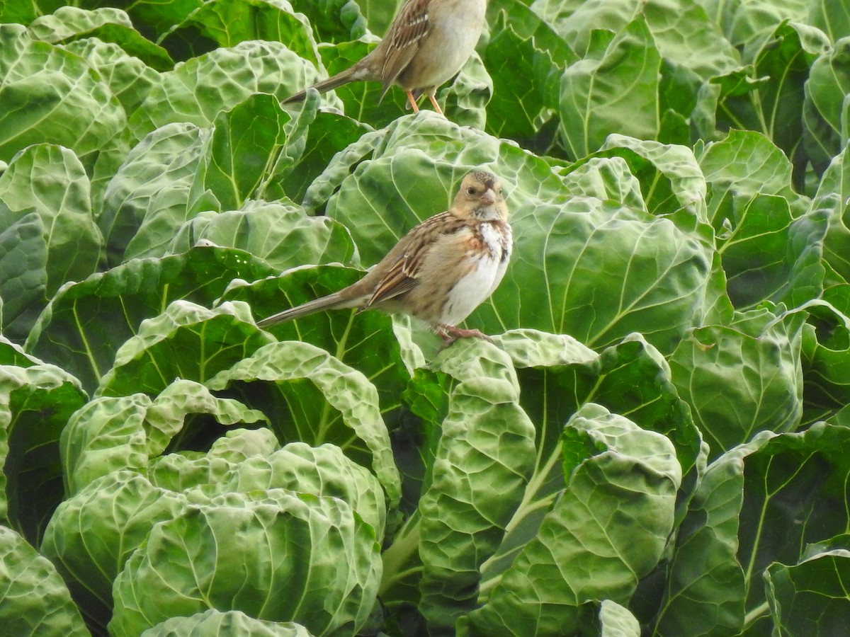 Harris's Sparrow - ML644562094