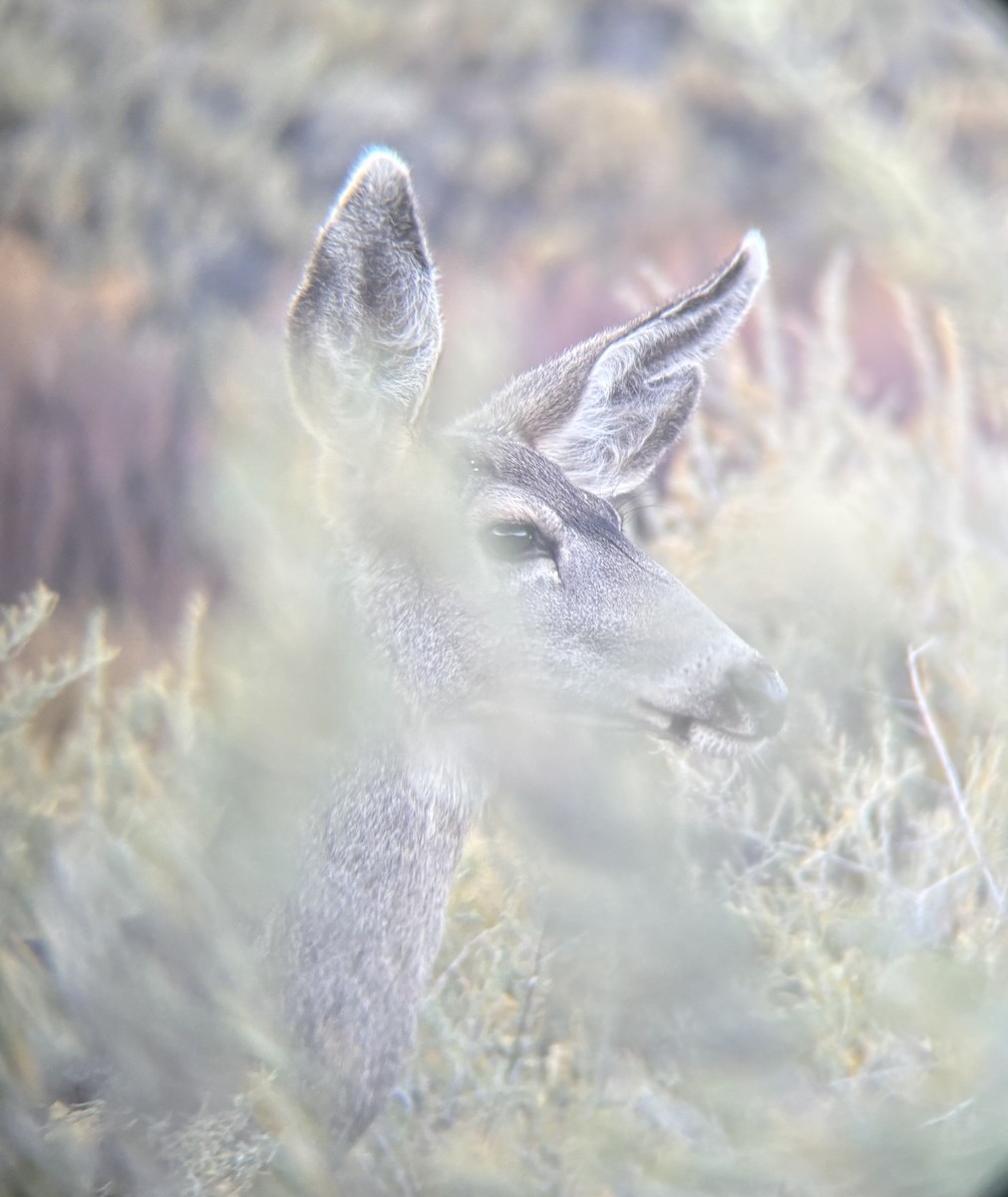 Mule Deer - ML644562095