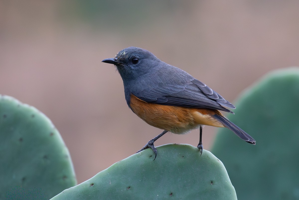 Monticole rougequeue - ML644562098