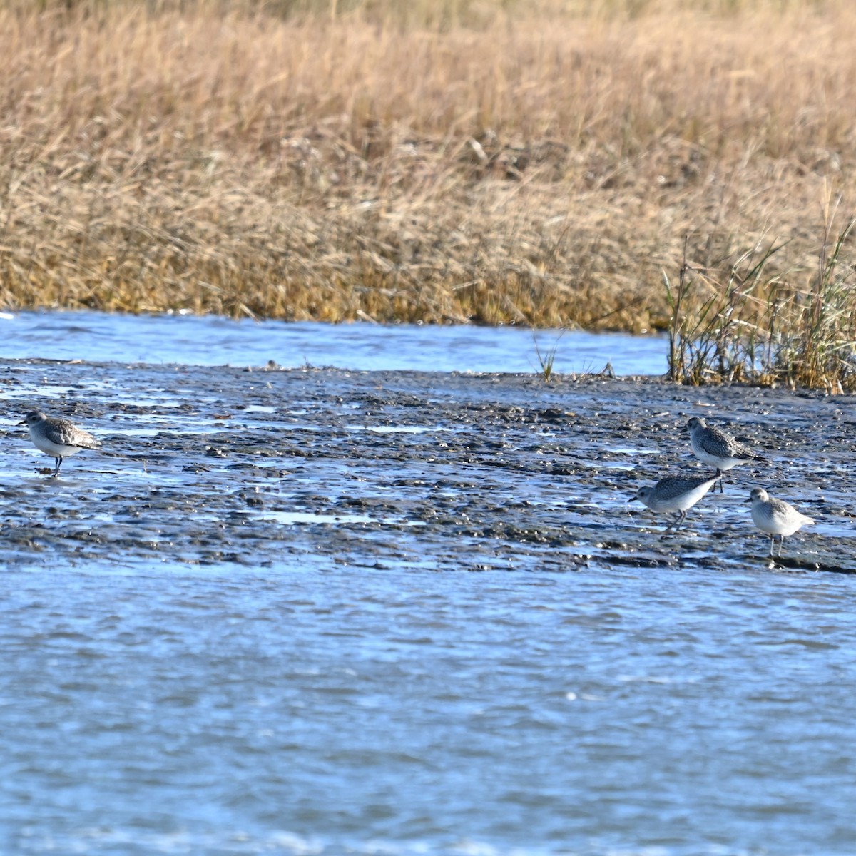 Txirri grisa - ML644562100