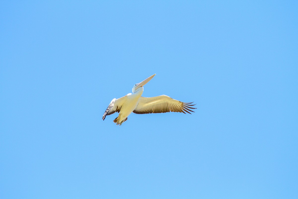 Australian Pelican - ML644562102