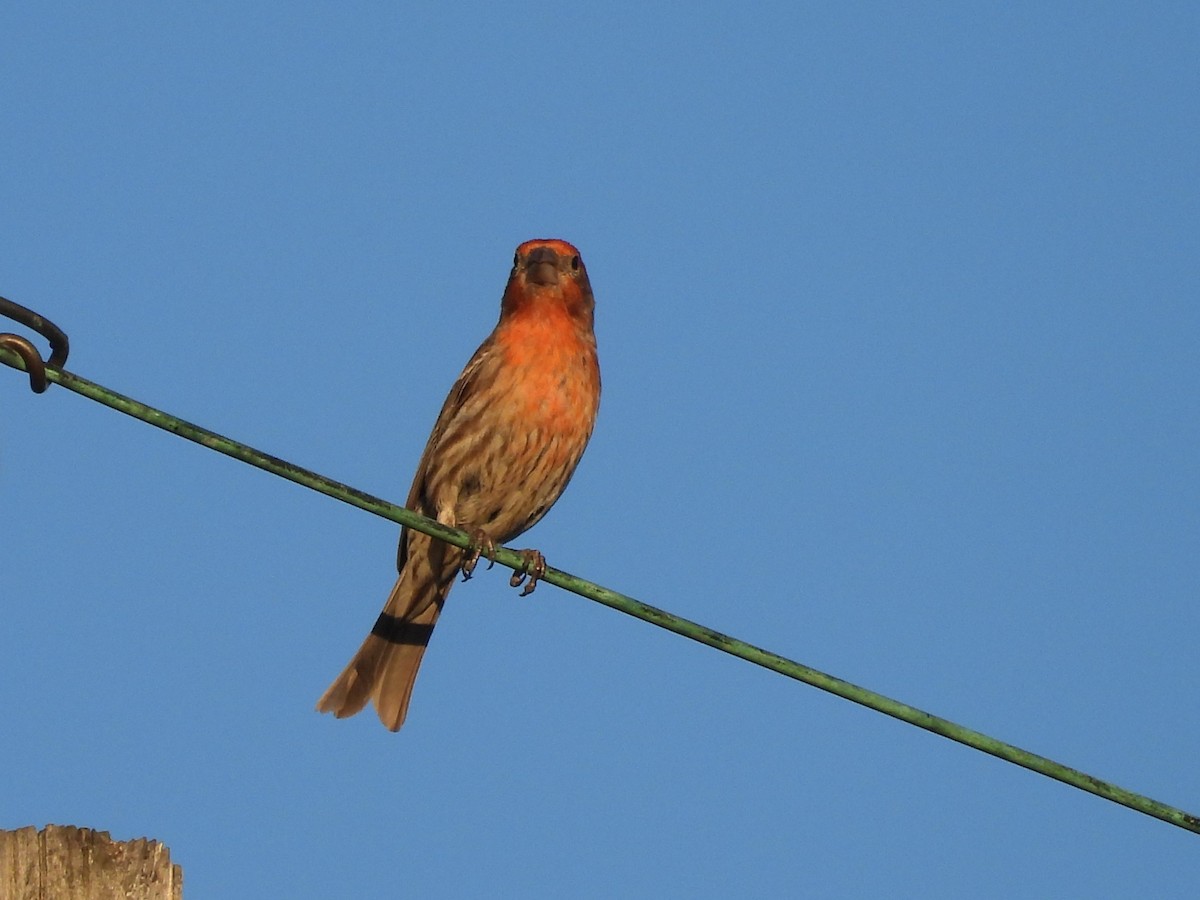 House Finch - ML644562103