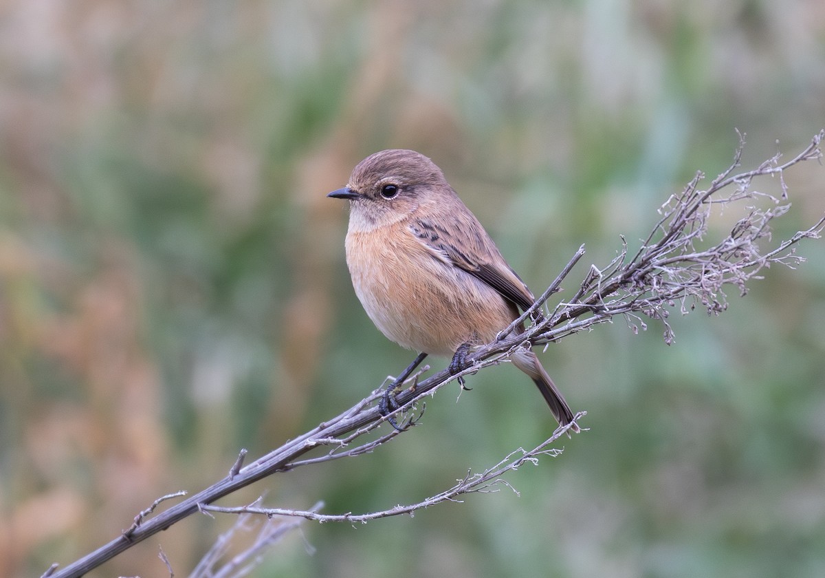 Tarier pâtre - ML644562109