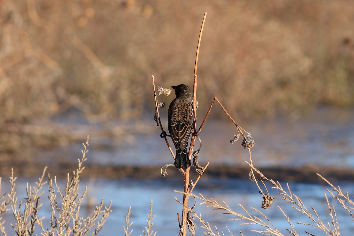 vlhovec červenokřídlý - ML644562115