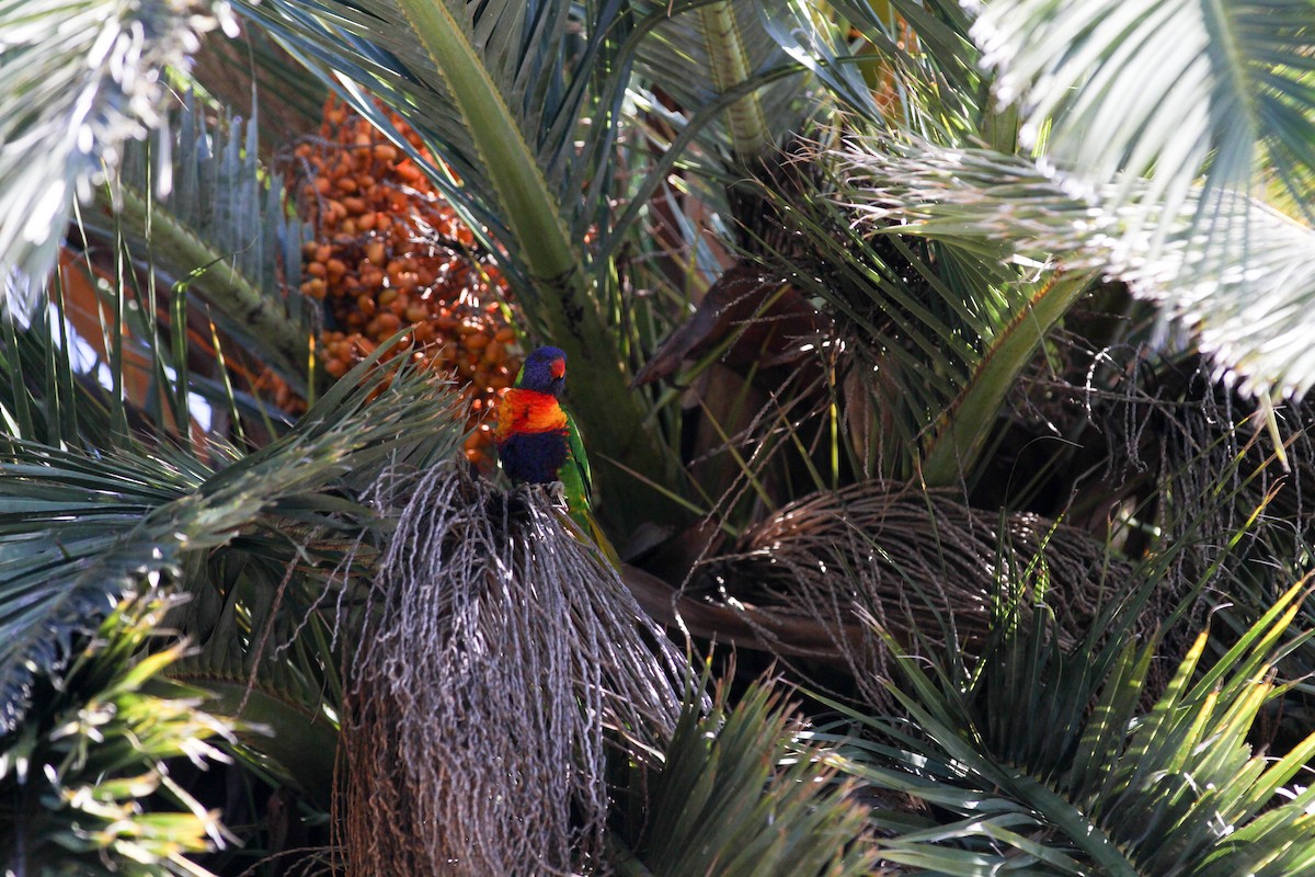 Rainbow Lorikeet - ML644562116
