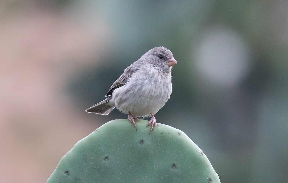 Serin d'Arabie - ML644562123
