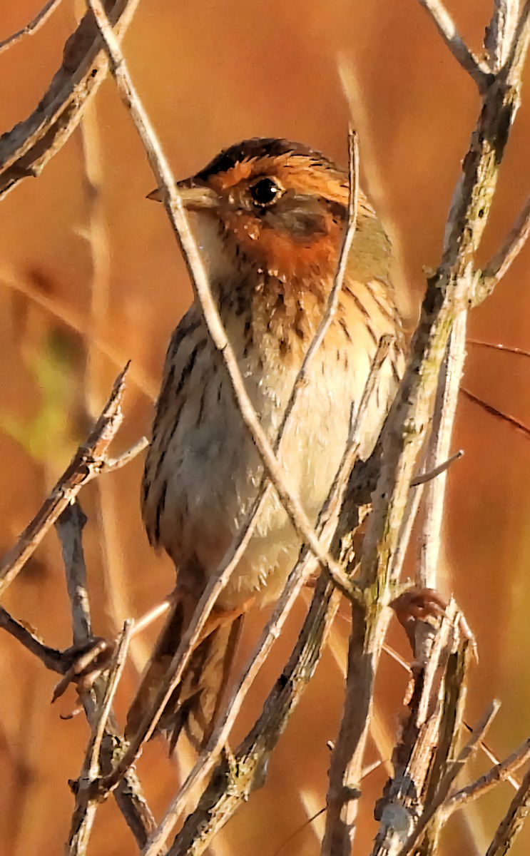 Nelson's Sparrow - ML644562124