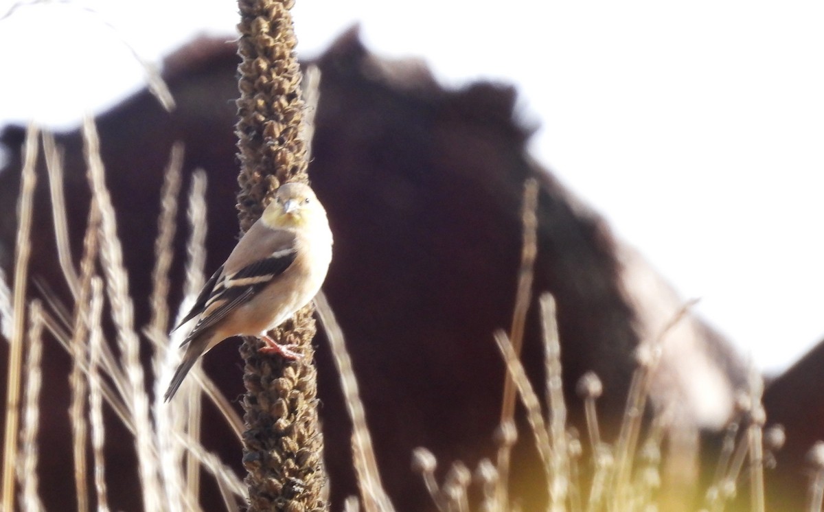 American Goldfinch - ML644562127