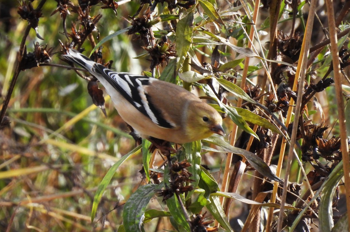 American Goldfinch - ML644562128