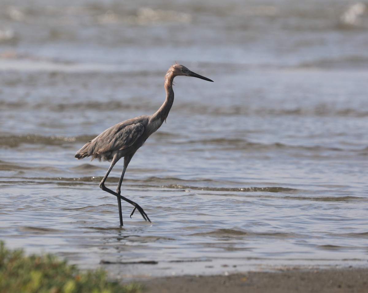Reddish Egret - ML644562134