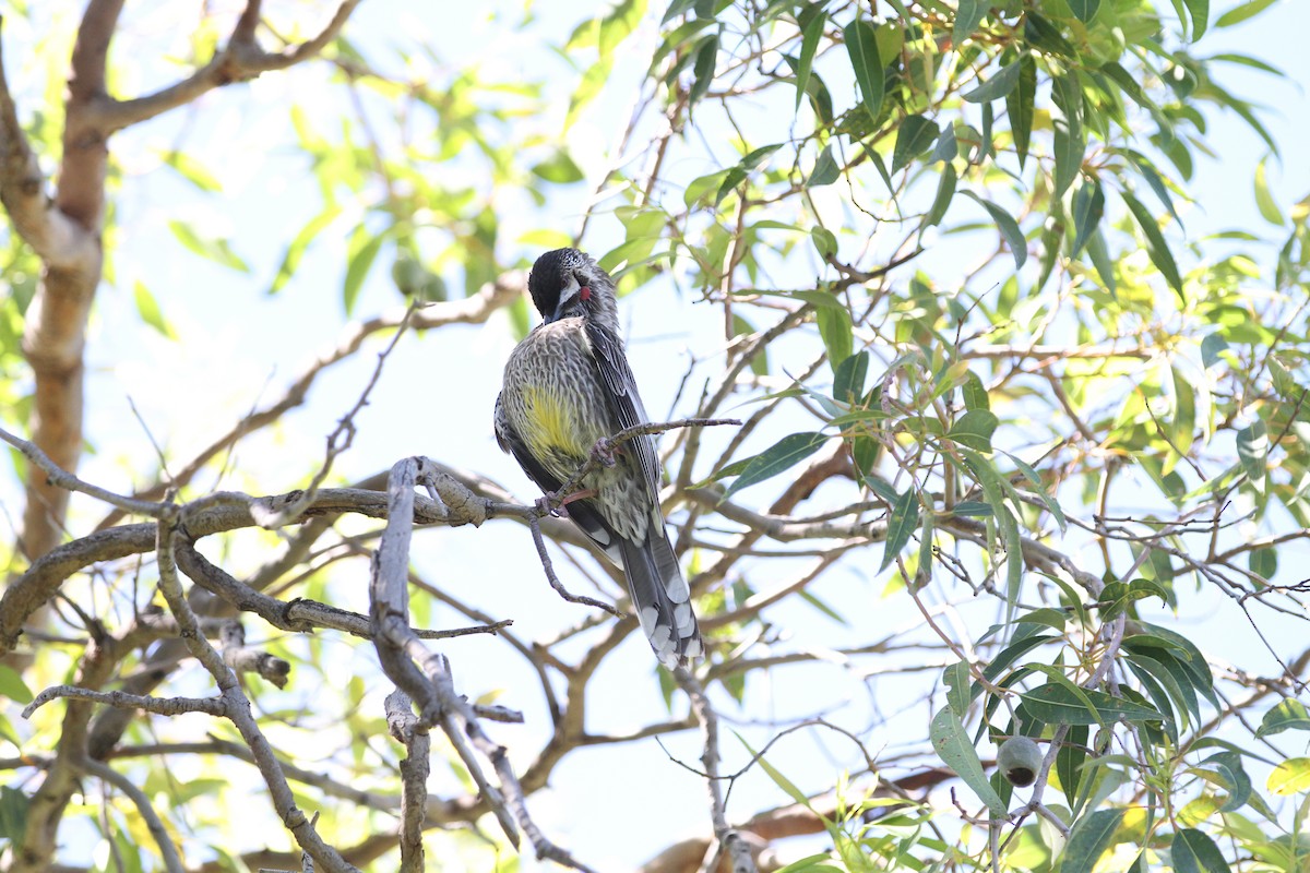 Red Wattlebird - ML644562154