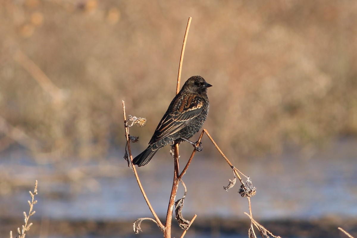vlhovec červenokřídlý - ML644562158