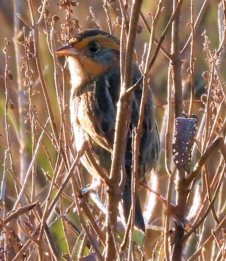 Nelson's Sparrow - ML644562159