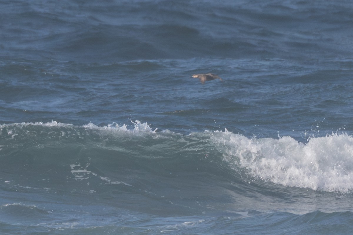 Ahatebeltz amerikarra - ML644562161