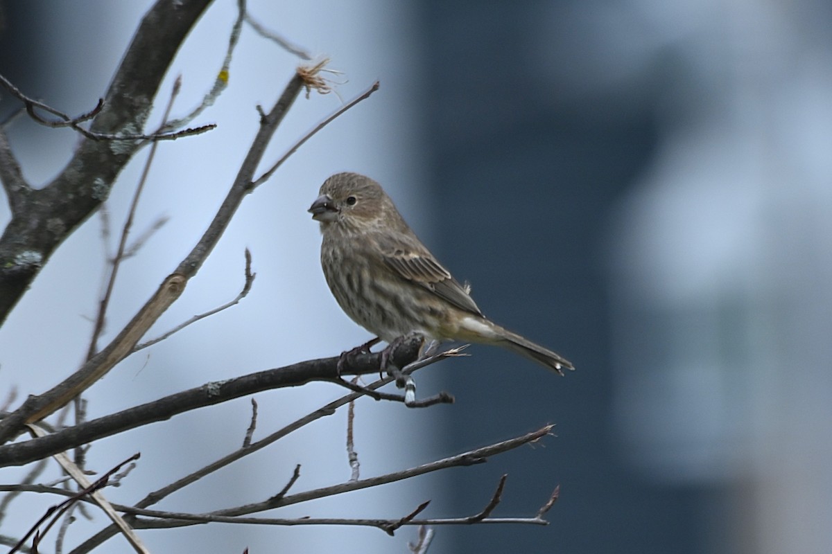 House Finch - ML644562163