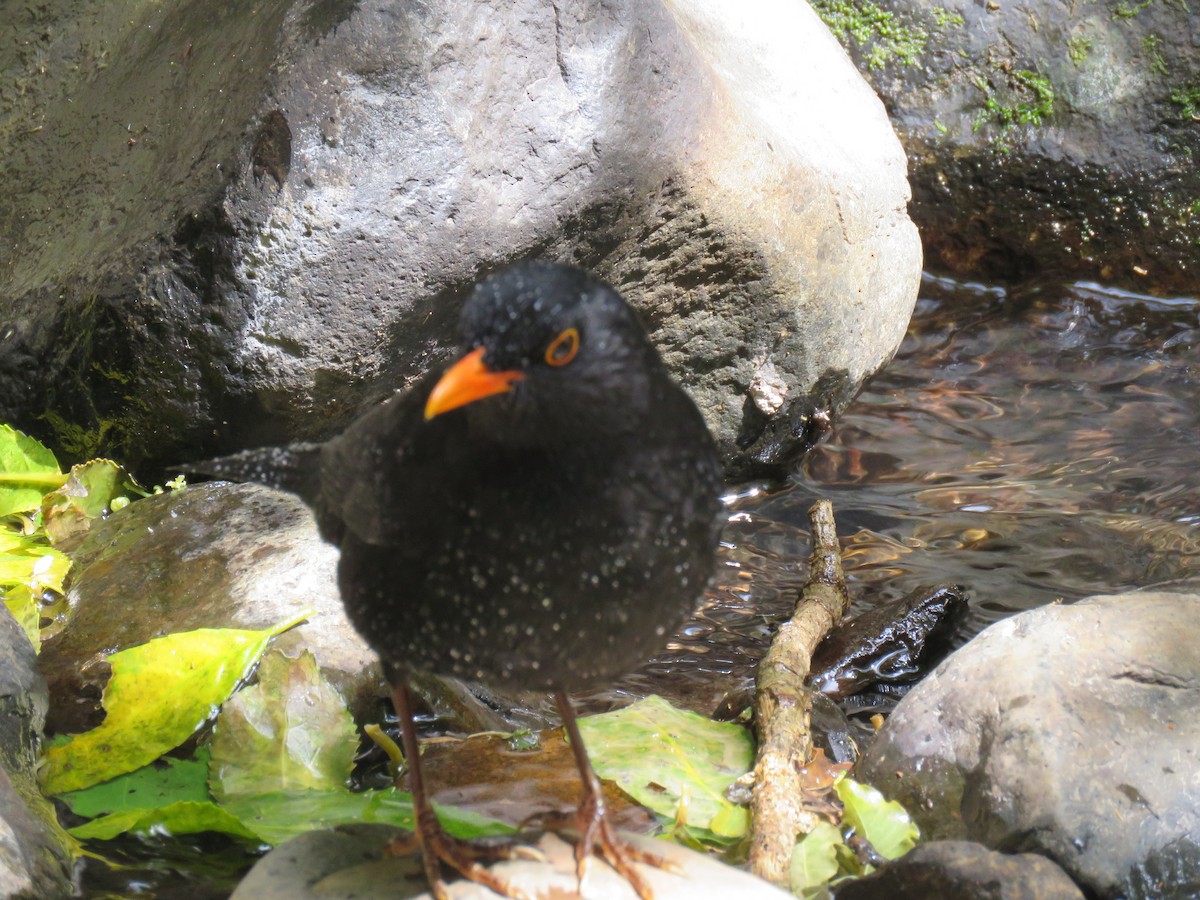 Дрізд чорний - ML644562167