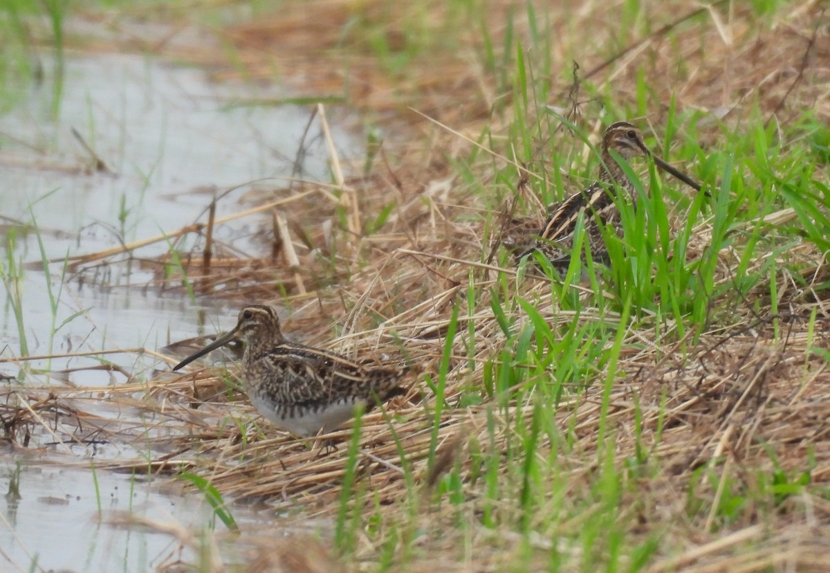 Agachadiza Común - ML644562172