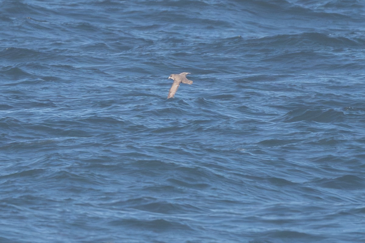 Буревісник кочівний - ML644562173