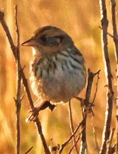 Nelson's Sparrow - ML644562181