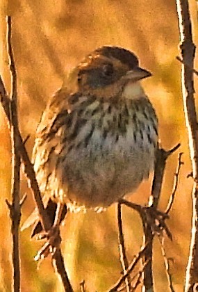 Nelson's Sparrow - ML644562182