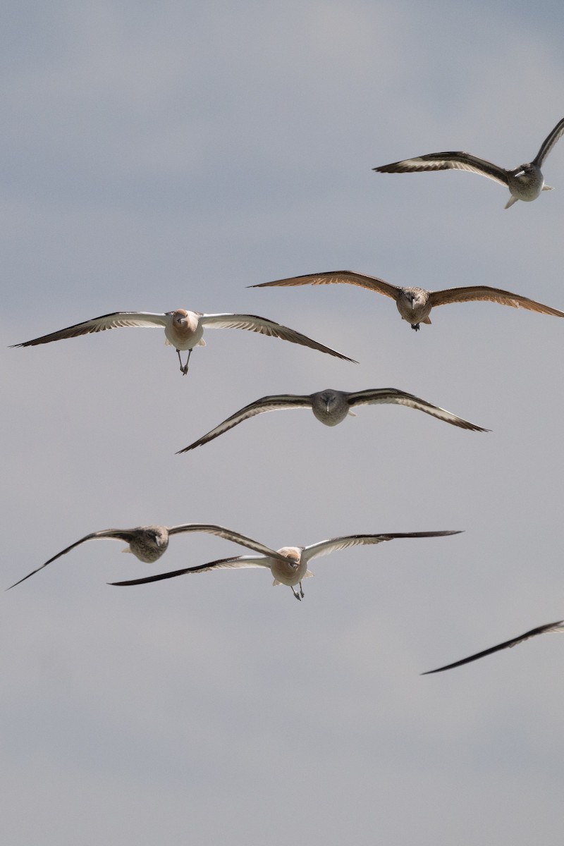 tenkozobec americký - ML644562187