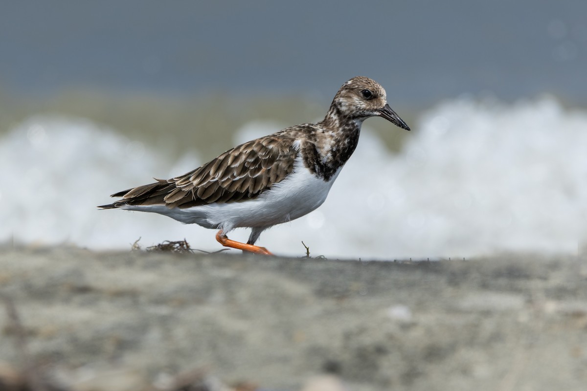 steinvender - ML644562189