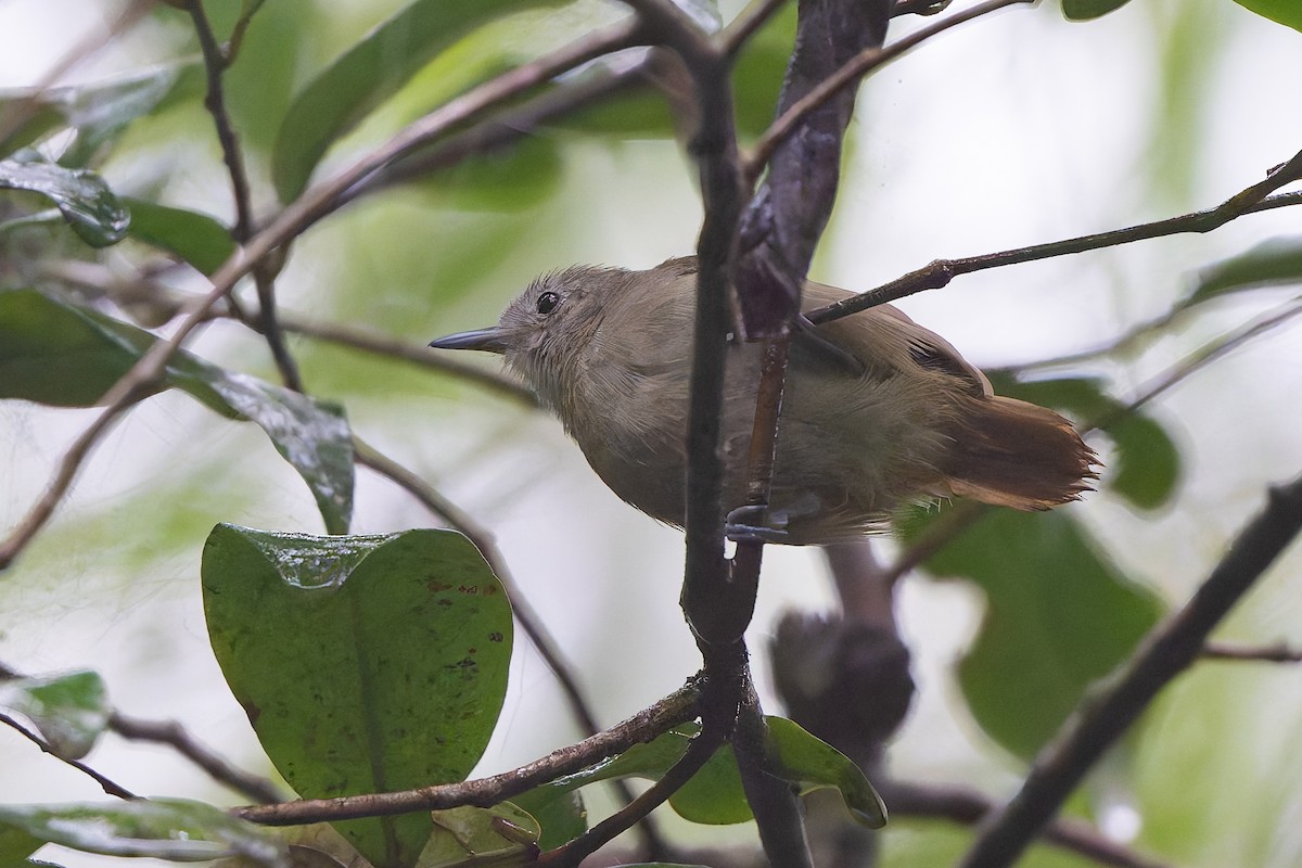 ムジヒメアリサザイ - ML644562190