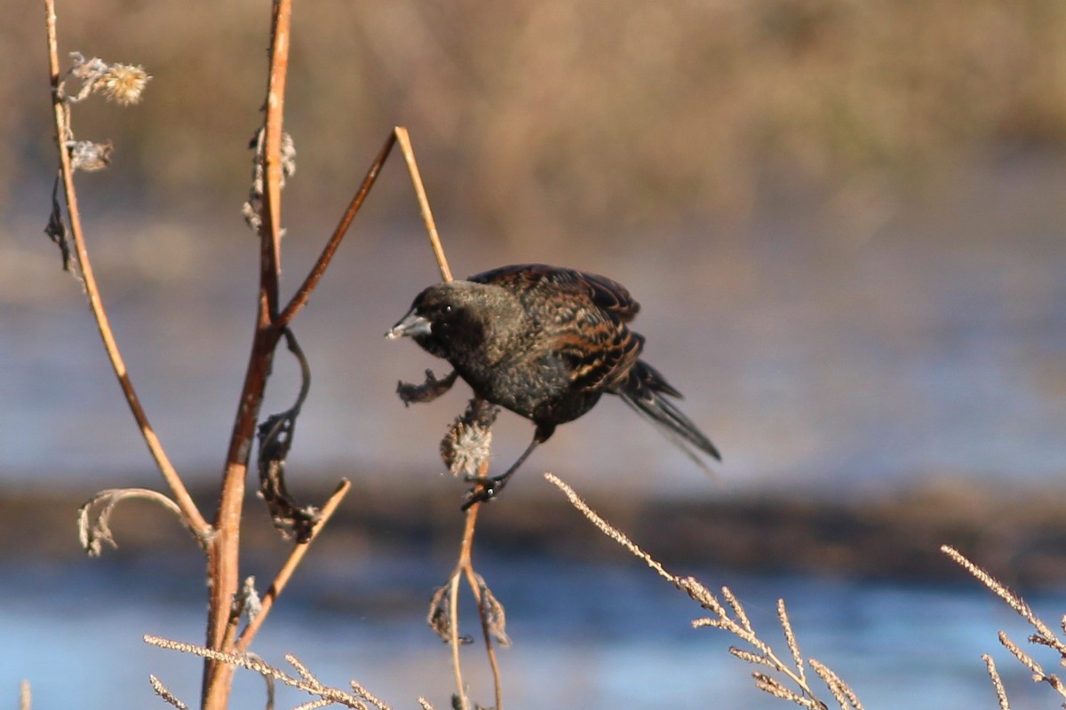 vlhovec červenokřídlý - ML644562203