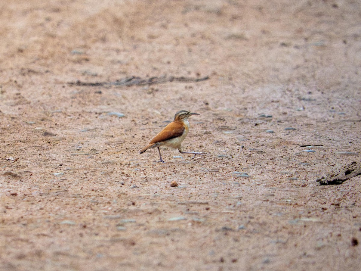 kanelryggovnfugl - ML644562208