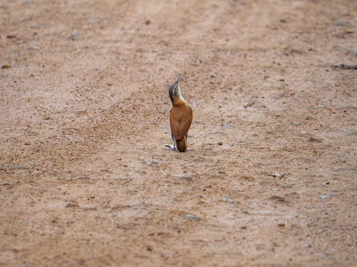 kanelryggovnfugl - ML644562209