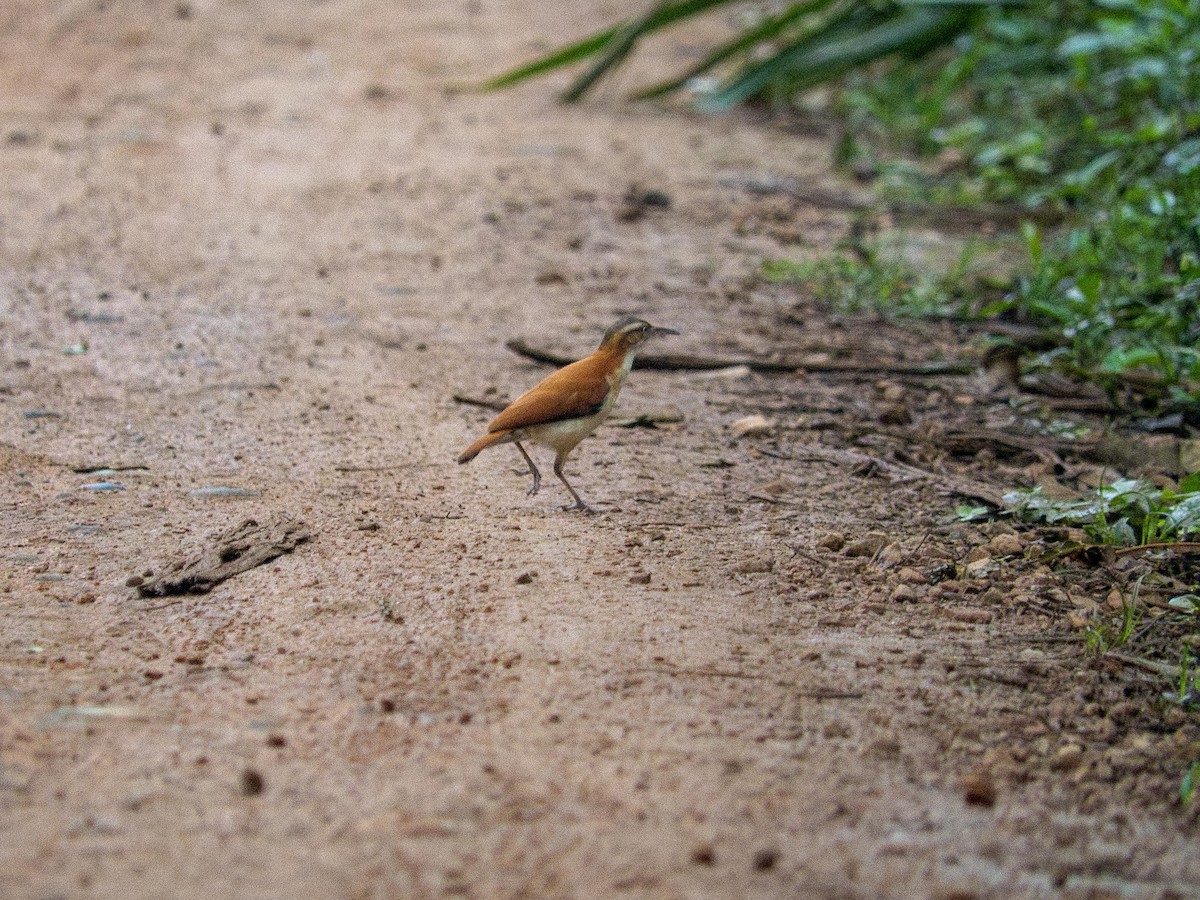 kanelryggovnfugl - ML644562210