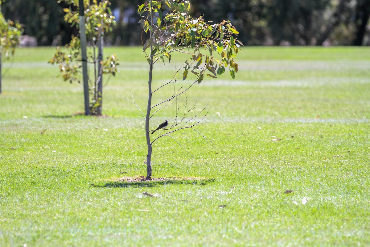 Willie-wagtail - ML644562219