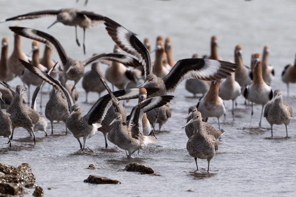 ハジロオオシギ - ML644562223