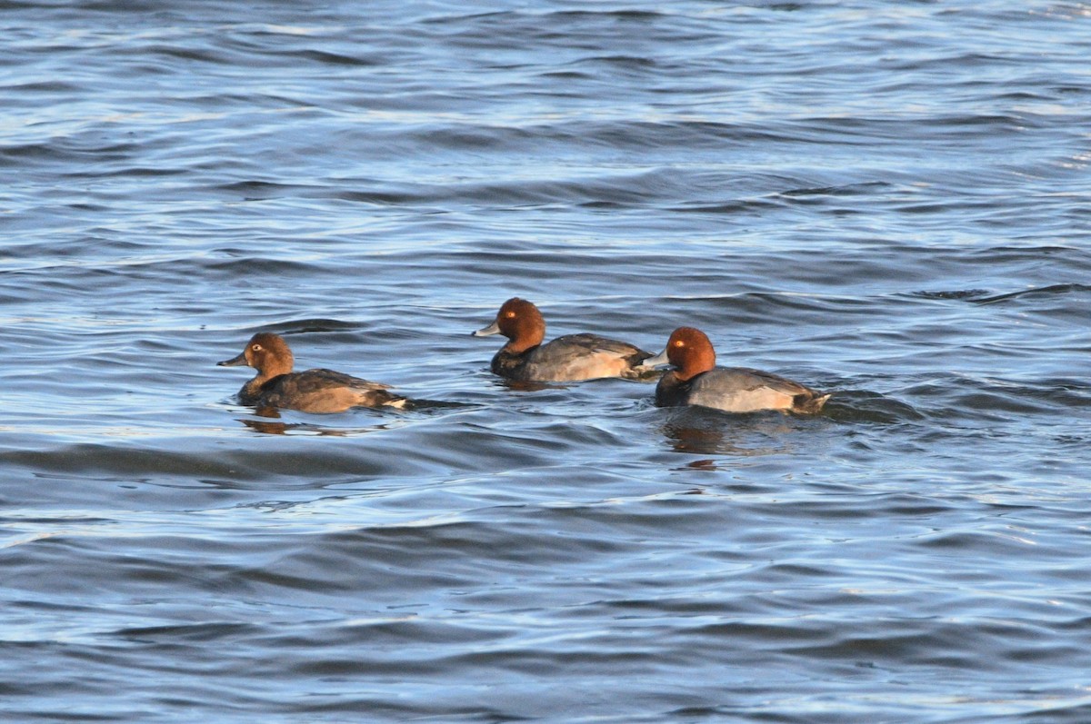 Porrón Americano - ML644562225