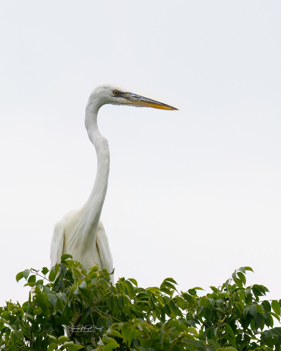 Чапля північна - ML644562226
