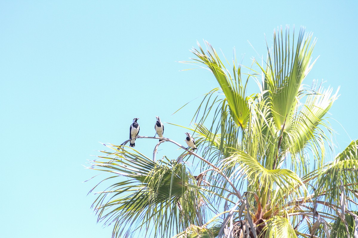 Magpie-lark - ML644562228