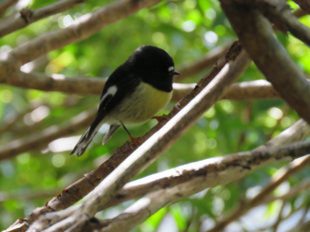 Тоутоваї великоголовий [група macrocephala] - ML644562230