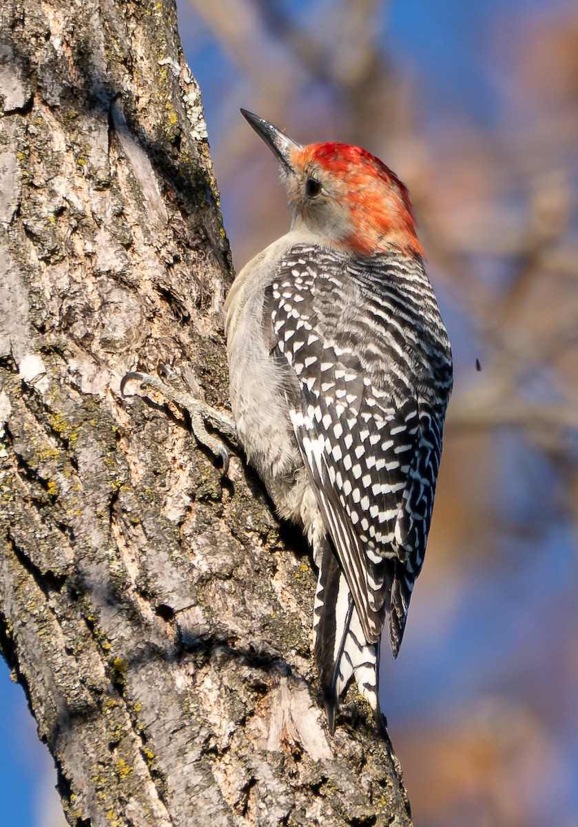 シマセゲラ - ML644562236