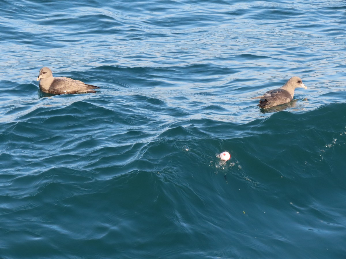 Буревісник кочівний - ML644562247