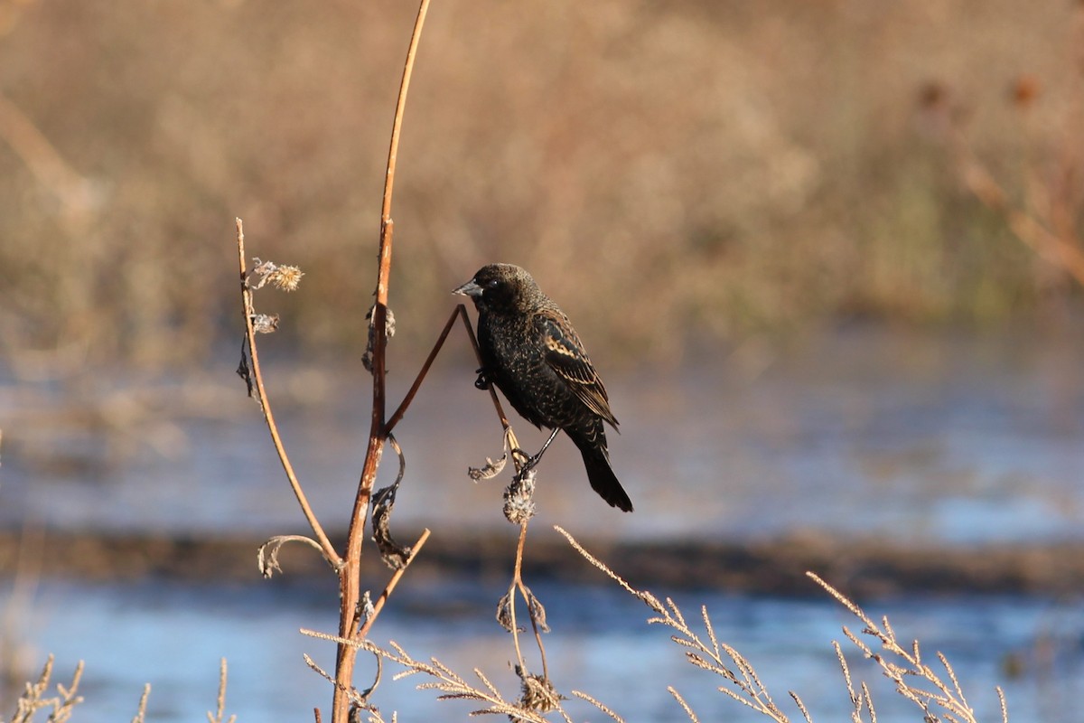 vlhovec červenokřídlý - ML644562249