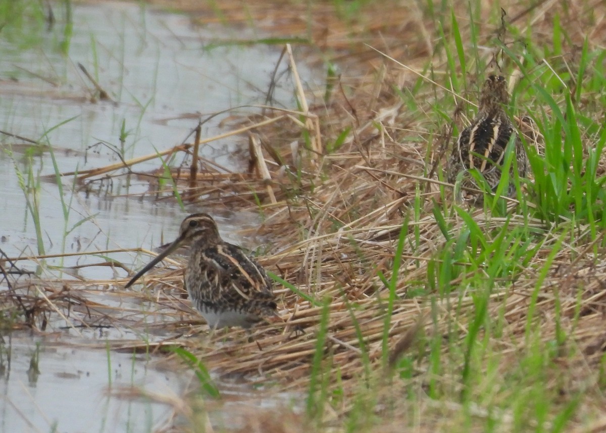 Agachadiza Común - ML644562251