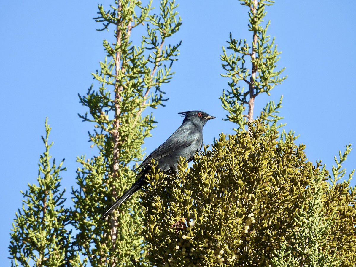 Phainopepla - ML644562257