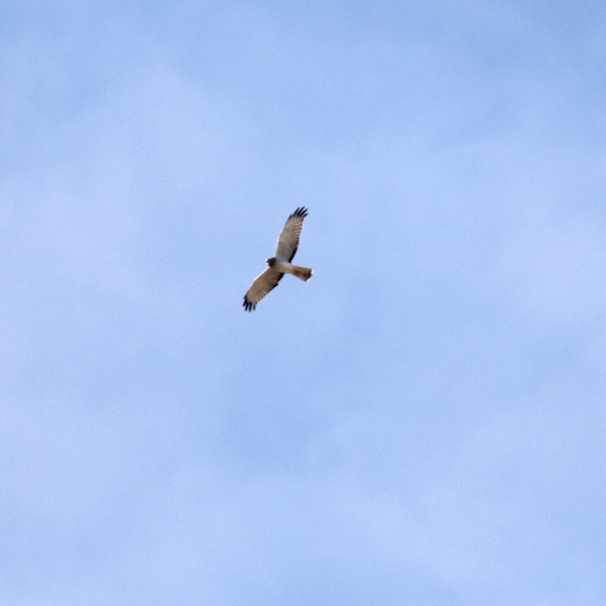 Hudsonweihe - ML644562260