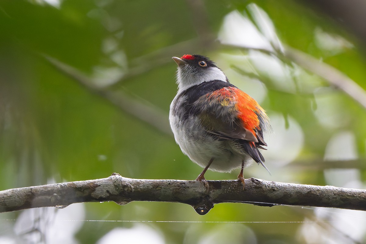 Pin-tailed Manakin - Adam Jackson