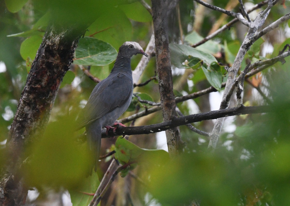 White-crowned Pigeon - ML644562275