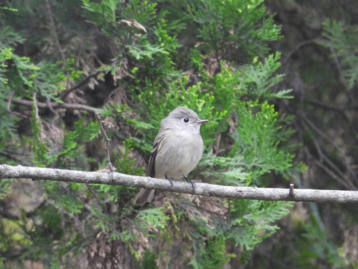 Hammond's Flycatcher - ML644562282