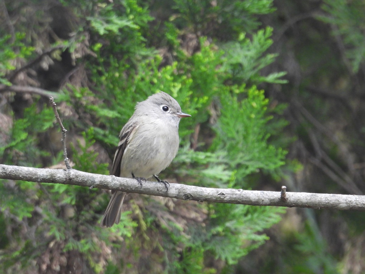 Empidonax sp. - ML644562283