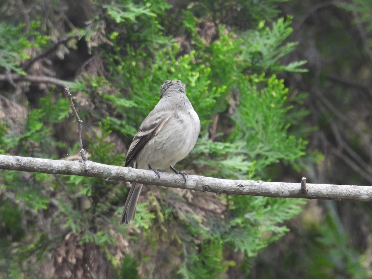 Empidonax sp. - ML644562285