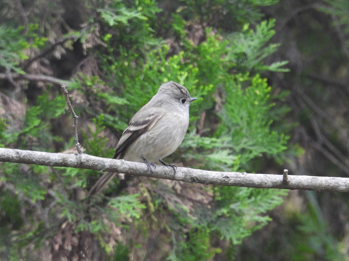 Hammond's Flycatcher - ML644562286