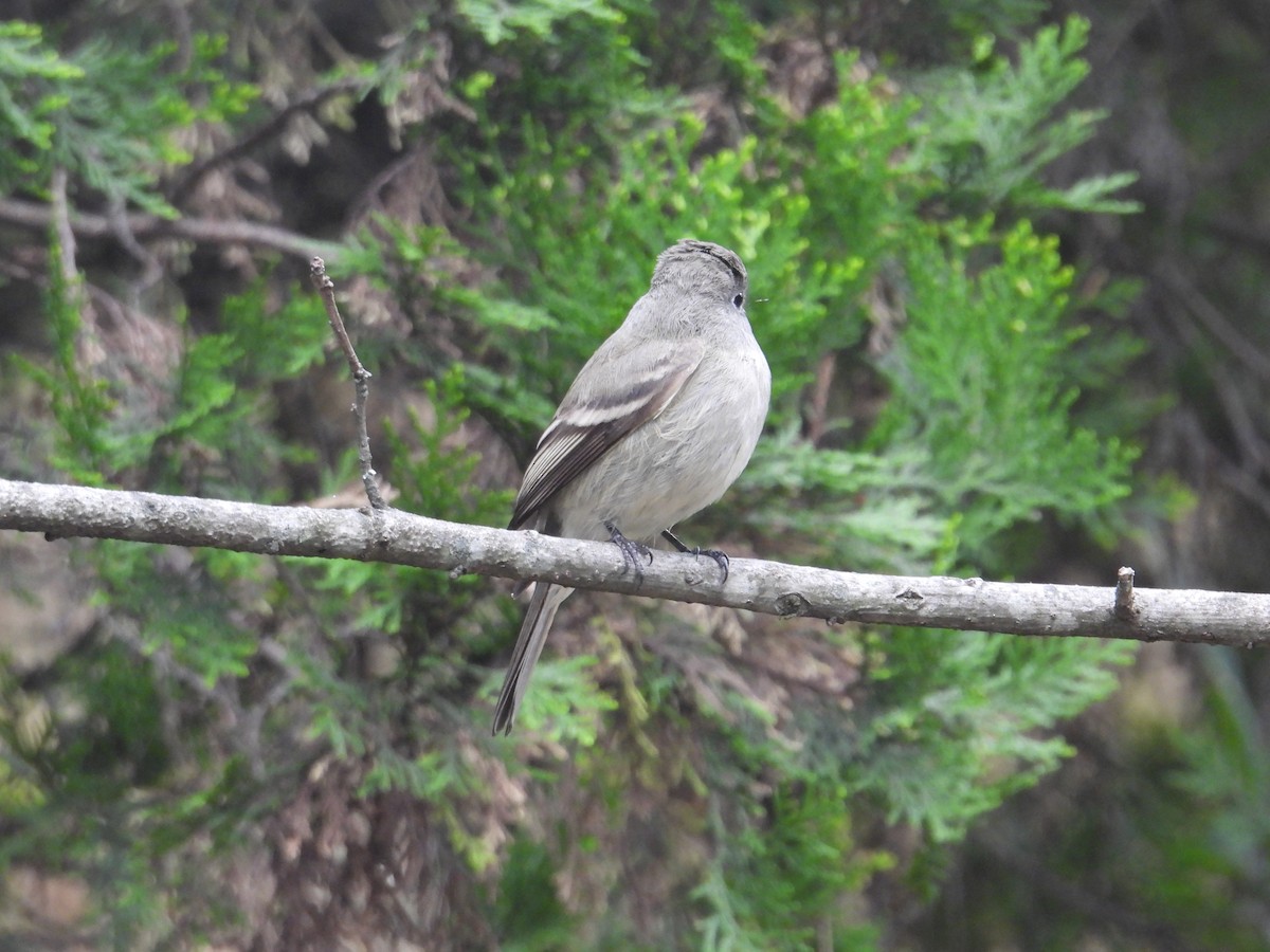 Empidonax sp. - ML644562287